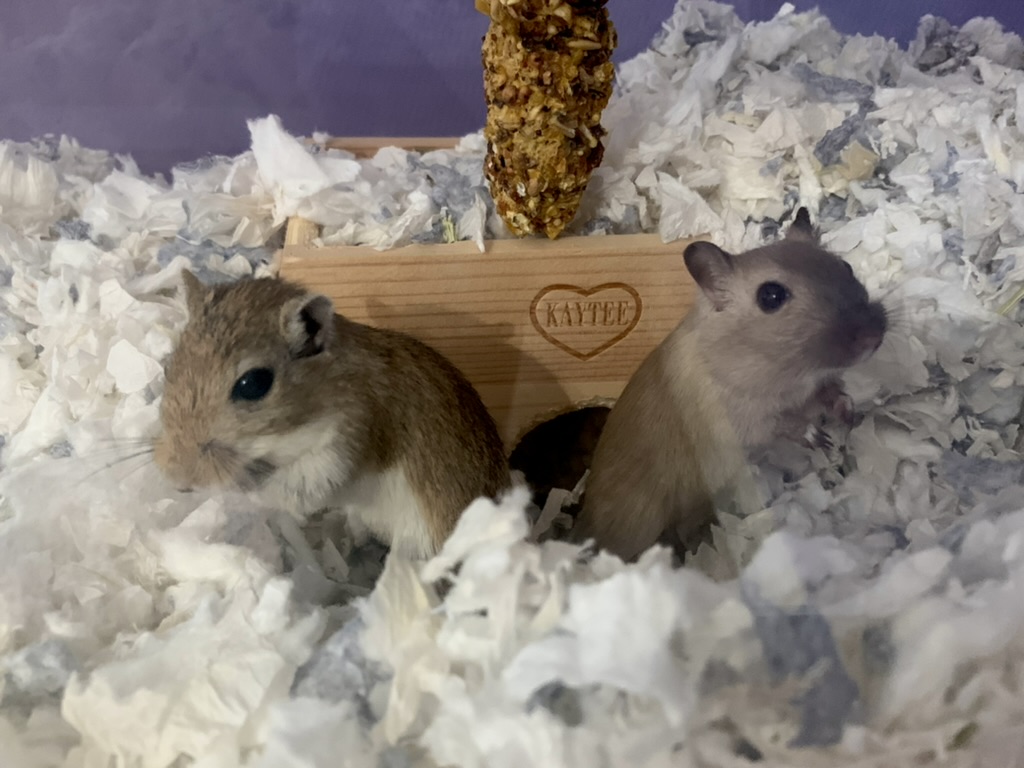 Two gerbils in an enclosure. Geordi is nutmeg-colored with a white underbelly, Data is Siamese-colored.